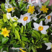 Easter Flowers