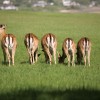 deer grazing