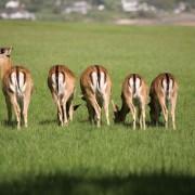 deer grazing